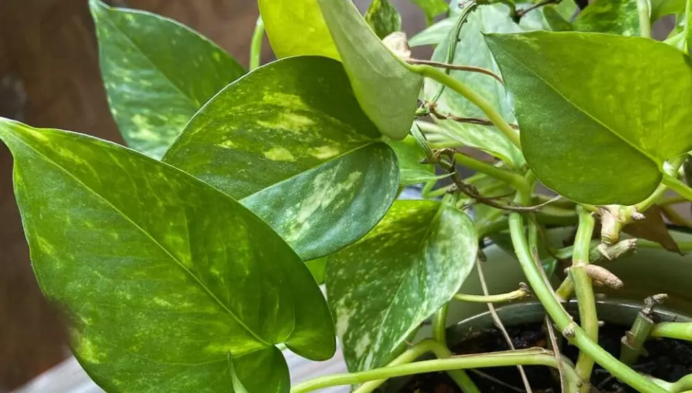 golden pothos care