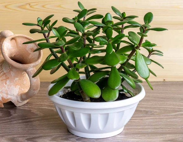 jade plant watering