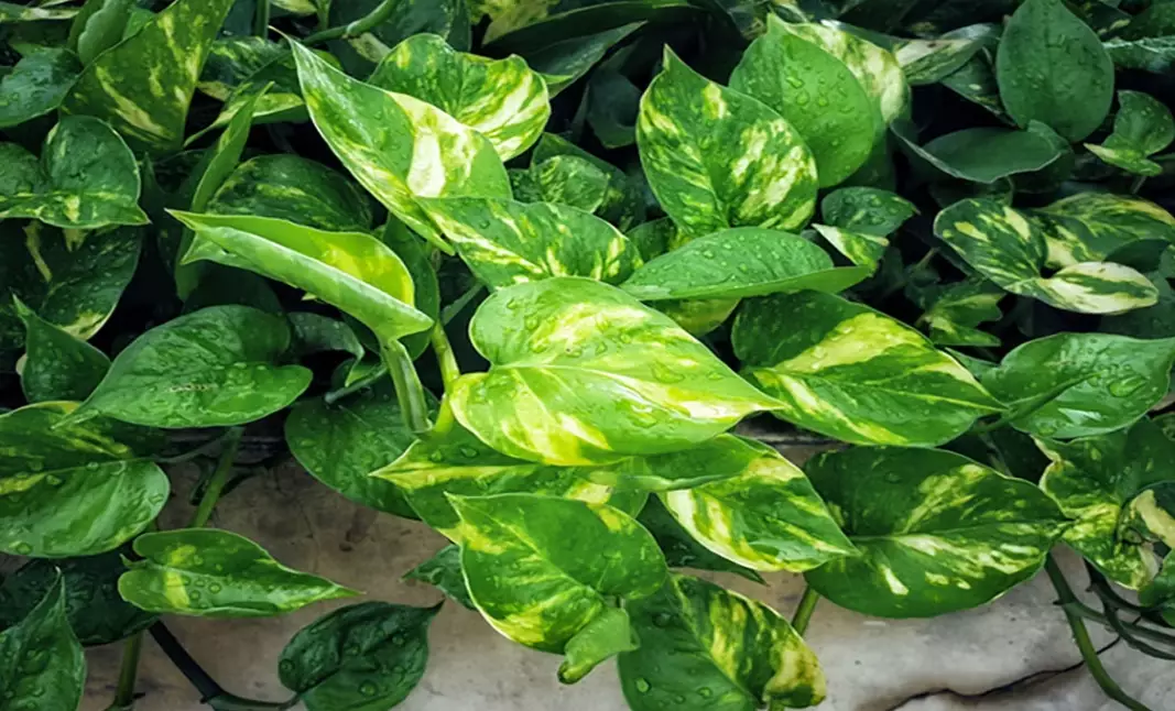 how to propagate pothos