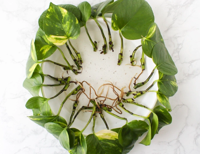 pothos propagation in water