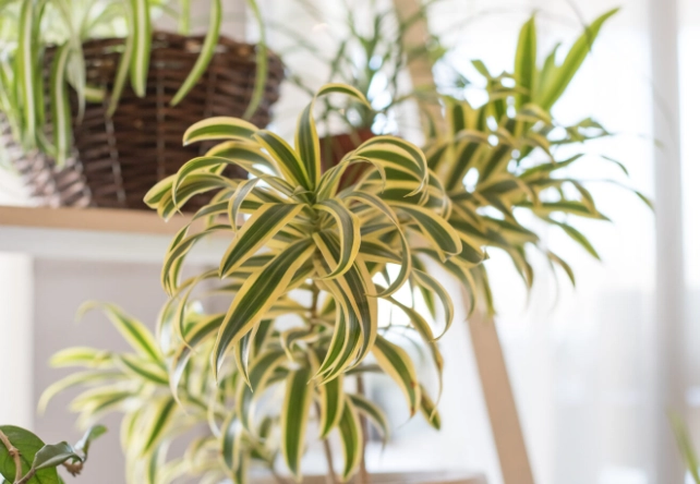 chlorophytum comosum