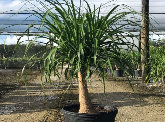 ponytail palm watering