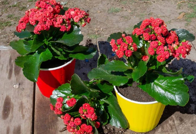 how to care for kalanchoe