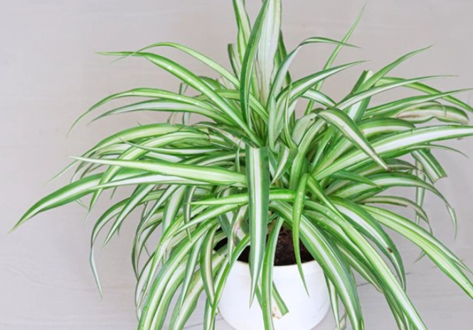 grow spider plants