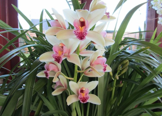 cymbidium orchid care