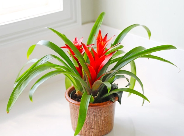 bromeliad watering