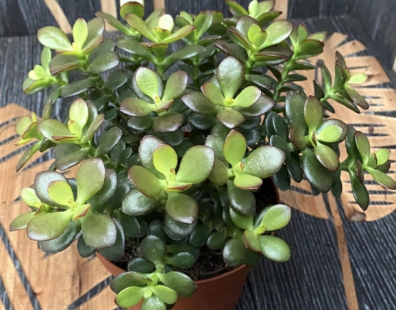 large jade plant care