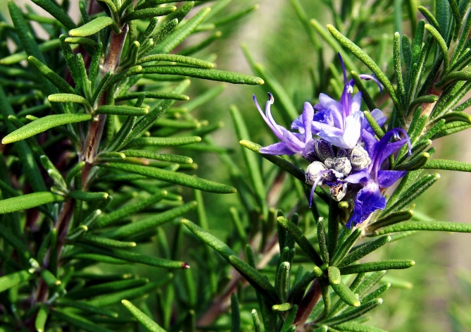 growing rosemary indoors