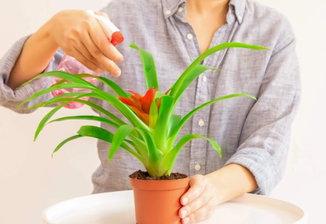 bromeliad watering