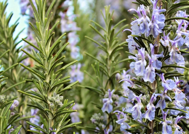 growing rosemary indoors