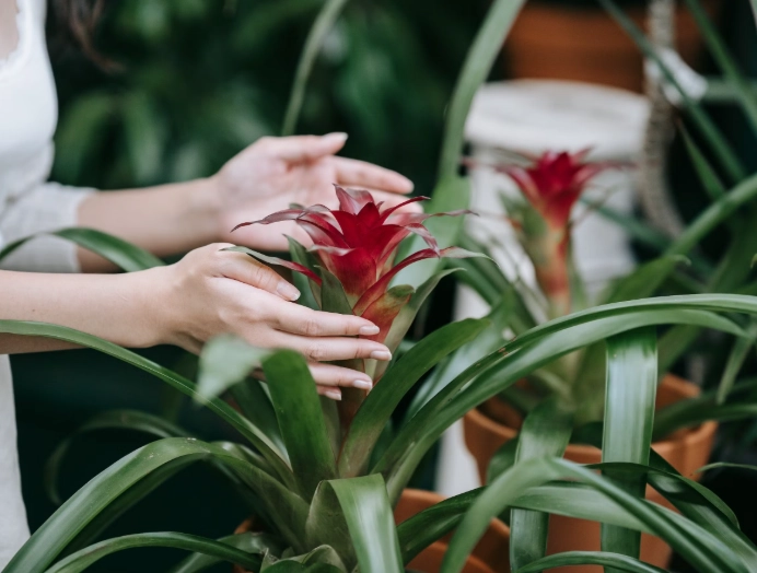 bromeliad care