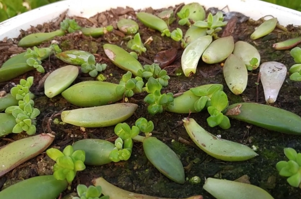 transplant succulent