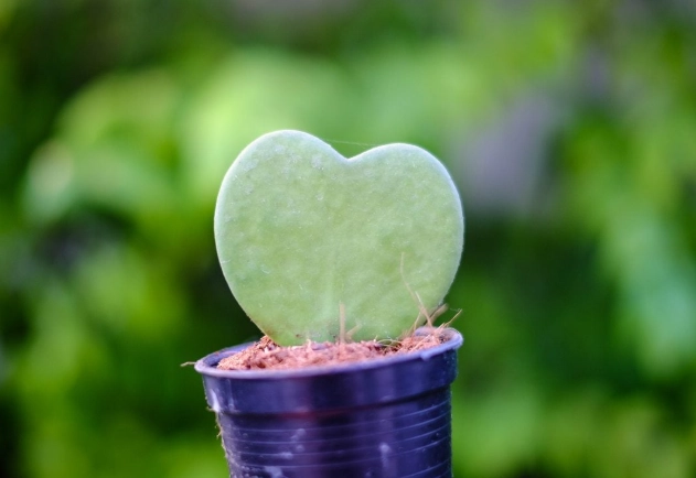 heart leaf hoya