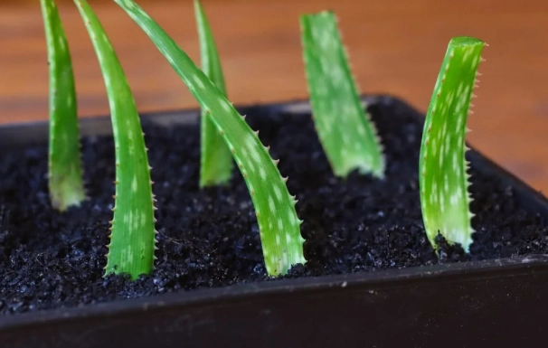 harvest aloe vera gel