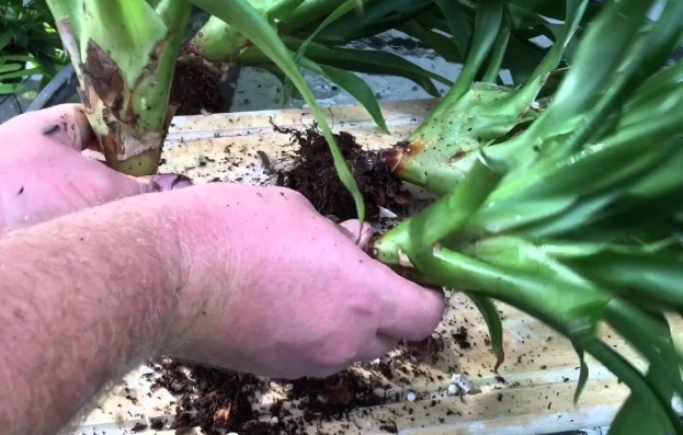 bromeliad propagation