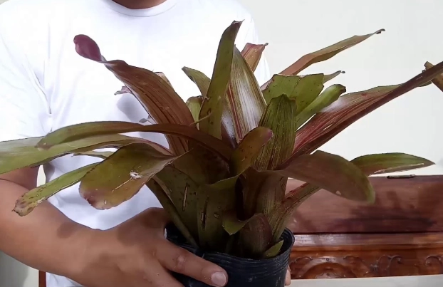 how to separate bromeliad pups