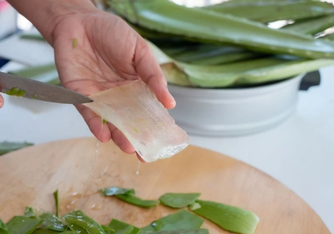 how to cut aloe vera