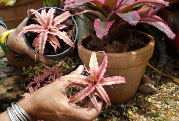 how to separate bromeliad pups