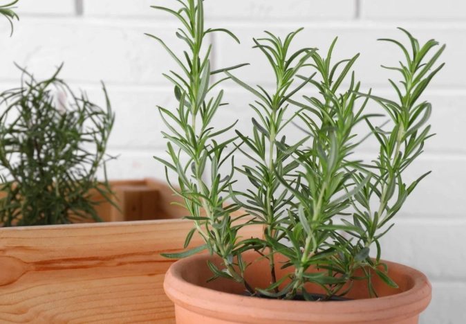 rosemary pruning tips