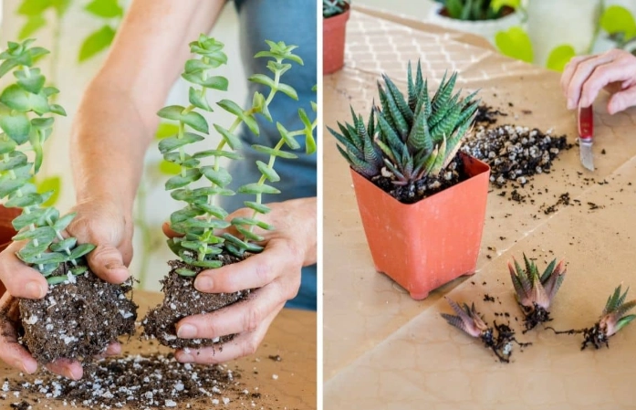 transplant succulent