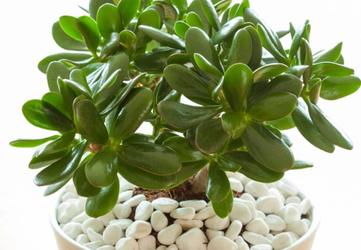 large jade plant care
