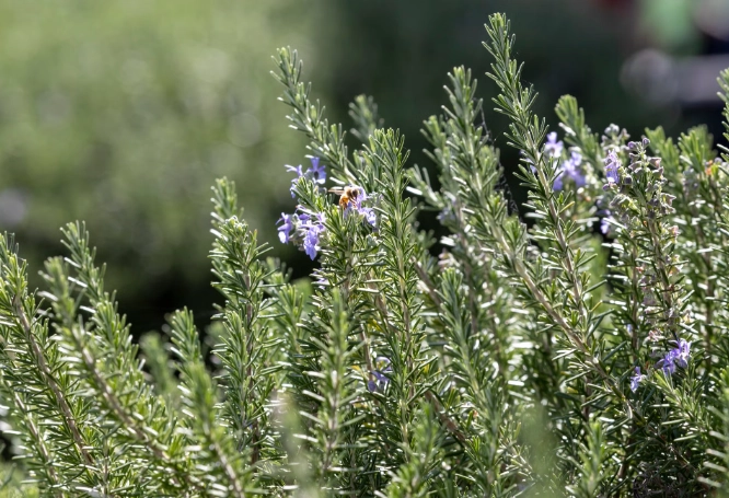 rosemary plant care