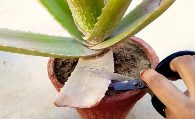 prune aloe plant