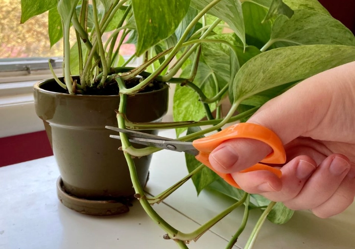 pothos propagation