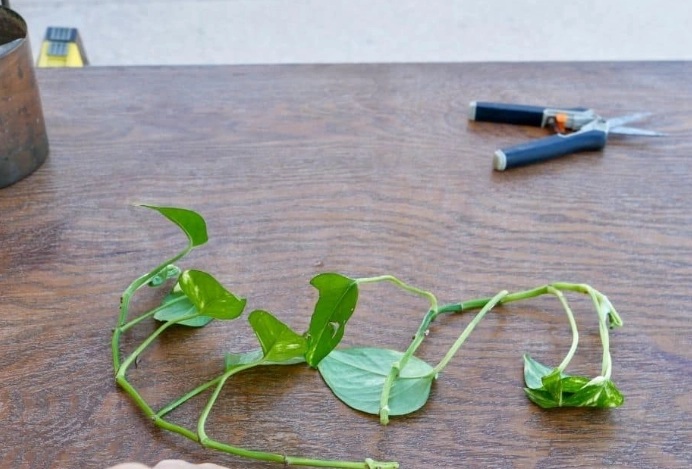 how to propagate pothos