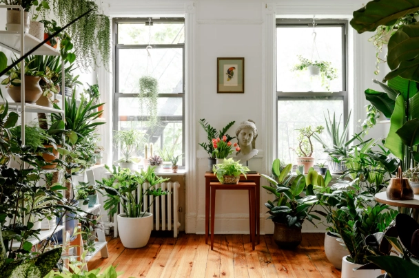 best large houseplants