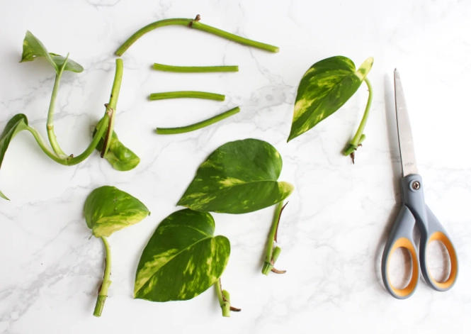 pothos propagation