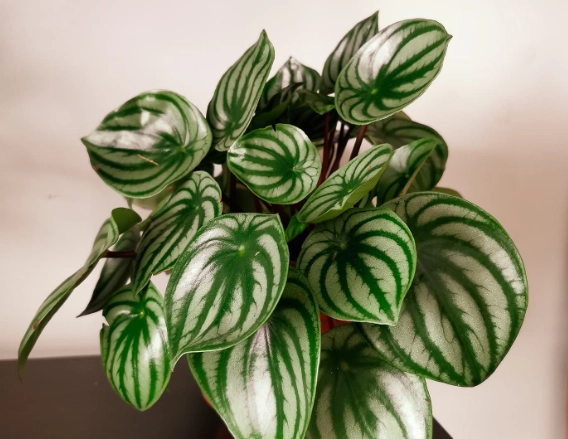 how to water peperomia