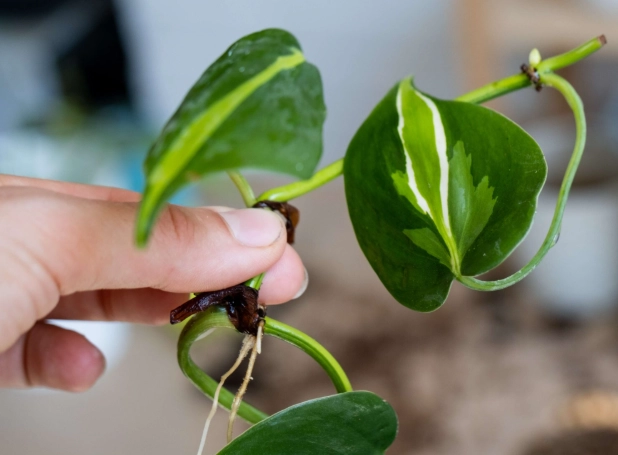 how to propagate pothos
