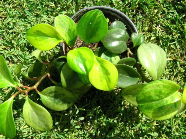 peperomia varieties