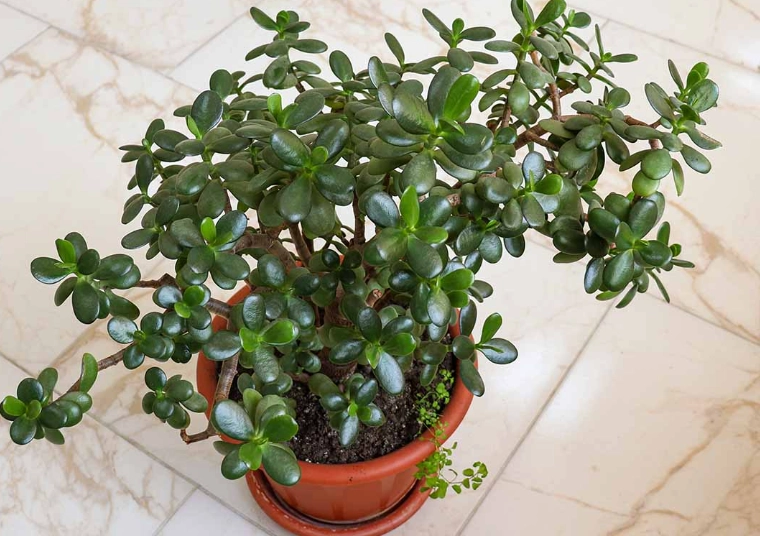 jade plant care