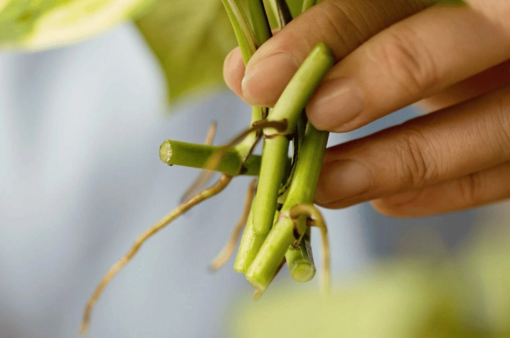 how to propagate pothos