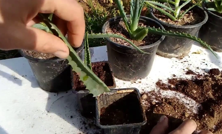 aloe vera pups