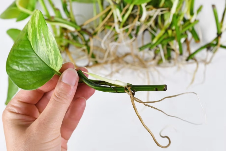 pothos propagation