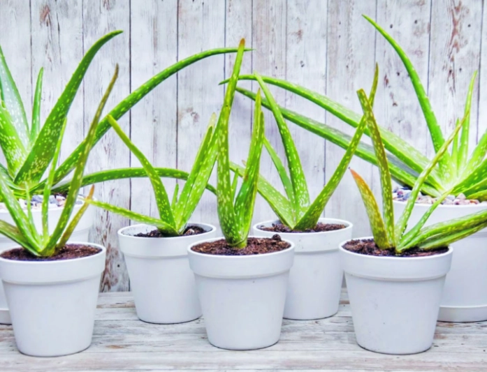aloe vera care