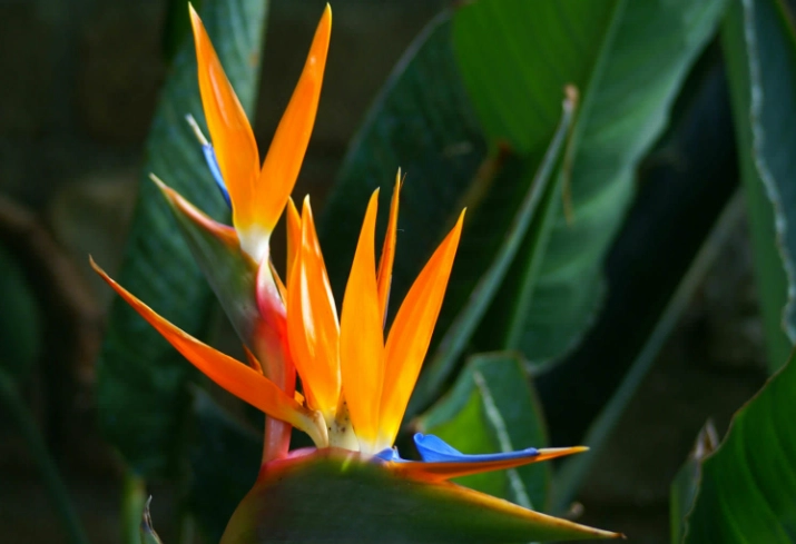 bird of paradise plant care