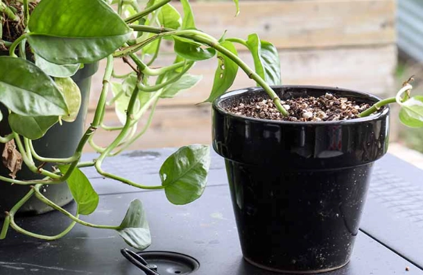 how to propagate pothos