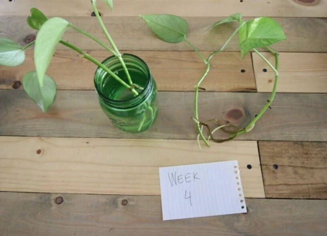 pothos propagation