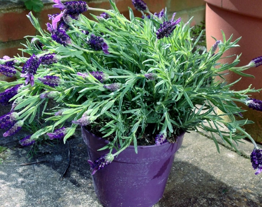 pot lavender tips