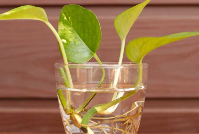 propagate pothos