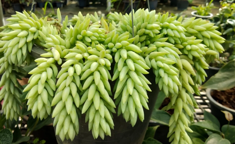 burro's tail plant care