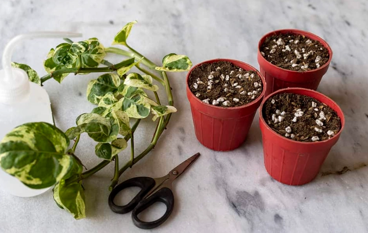 pothos propagation