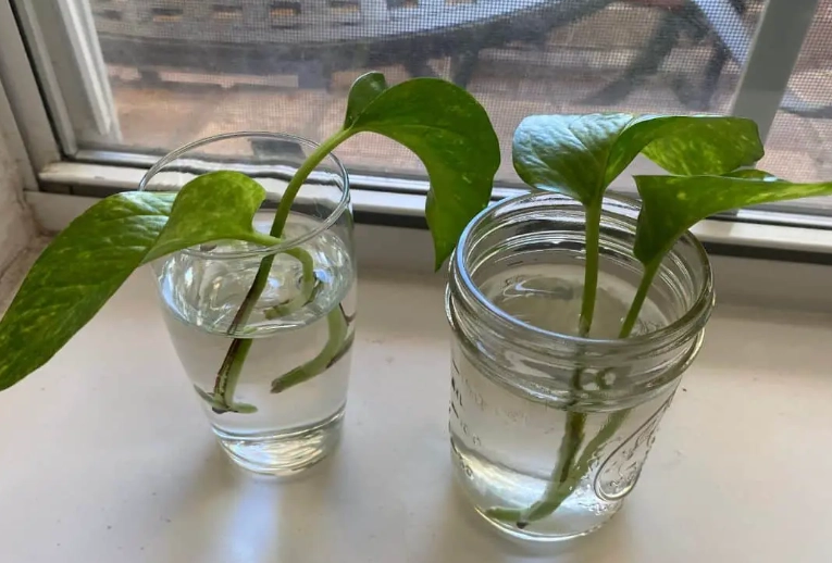 propagate pothos