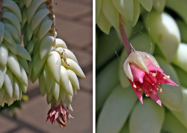 burro's tail plant care