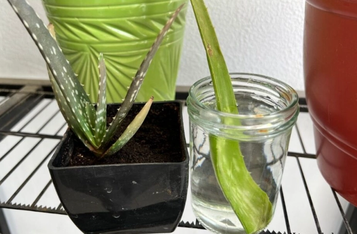 propagate aloe vera