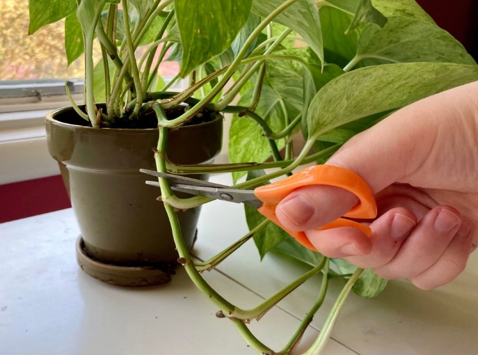 how to propagate pothos